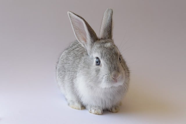 bunny, rabbit, animal, pet, cute, easter, nature, eastercollection
