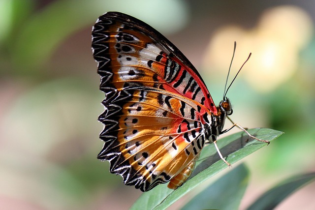 butterfly, nature, wings, insect, eye, plant, leaf, colorful