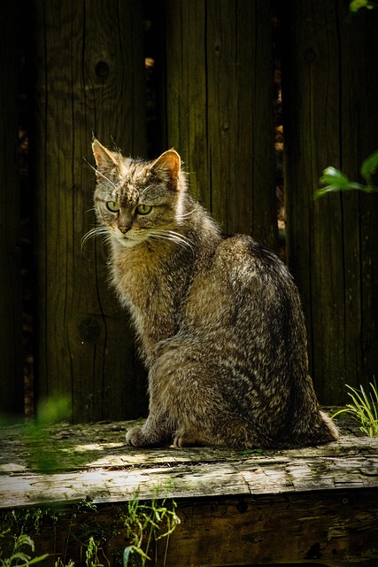 cat, animal, wild cat, feline, nature, pet, kitten, mammal, cute