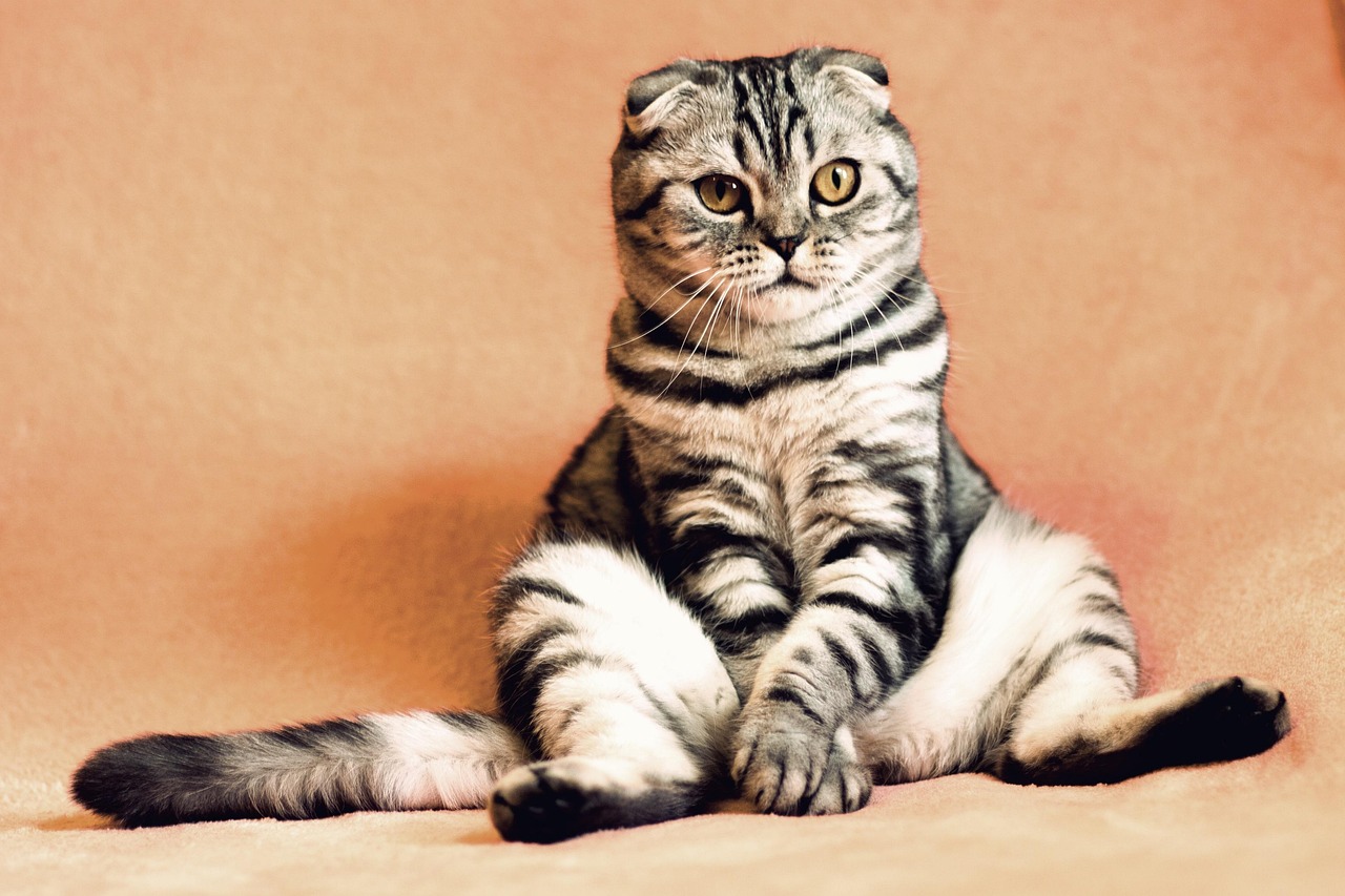 cat, kitten, pets, pet, animal, animals, nature, housecat, feline, sitting, funny, cute, adorable