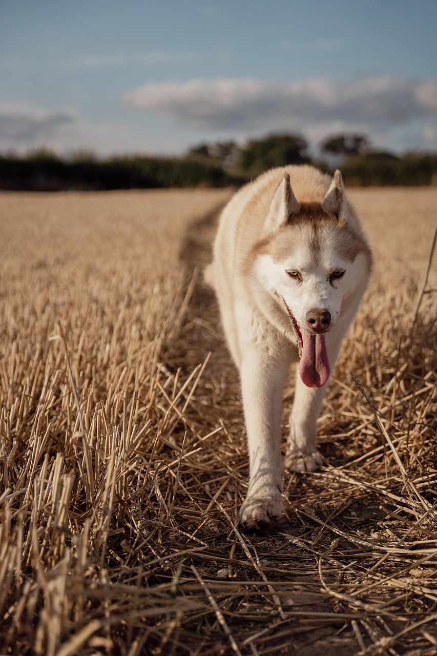 dog, animal, husky, field, pet, summer, cute, nature