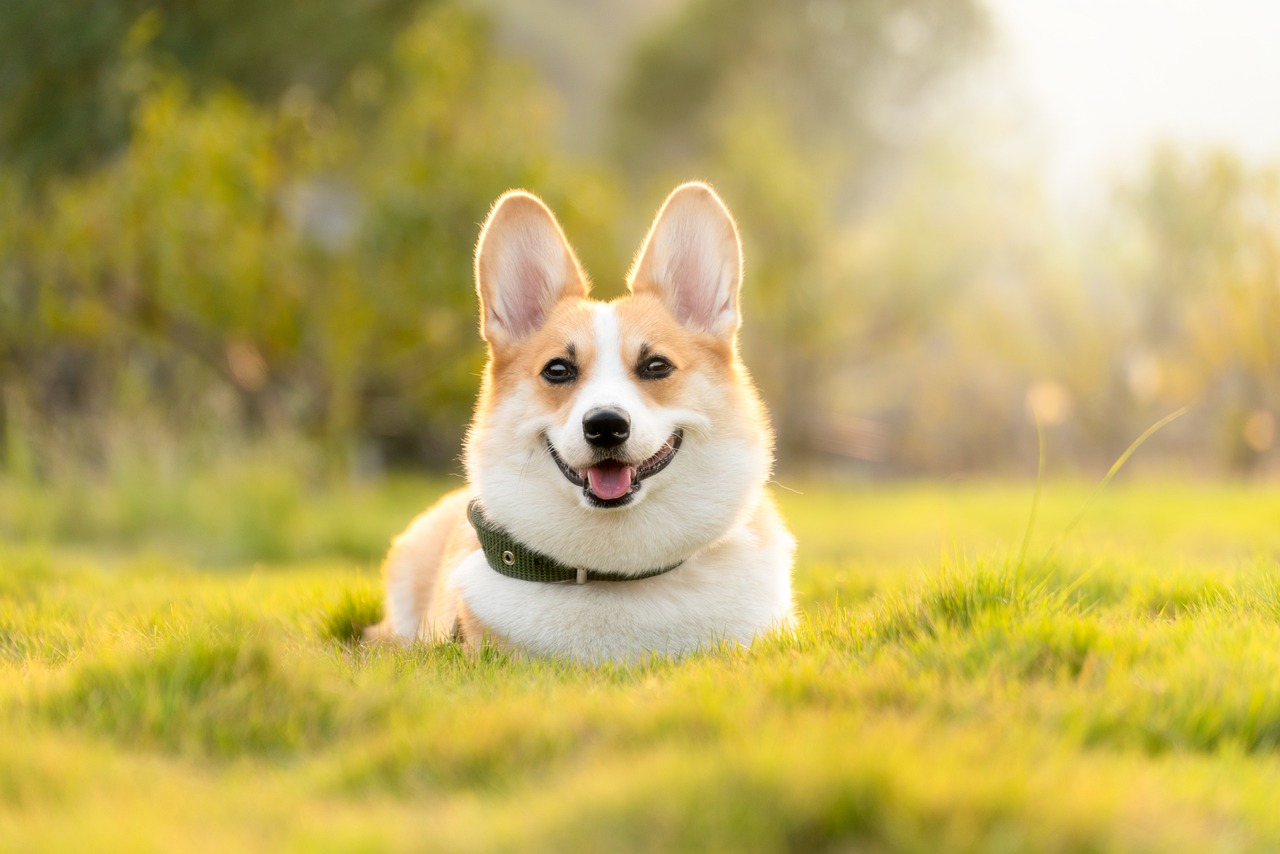 dog, corgi, nature, pet, cute, animal