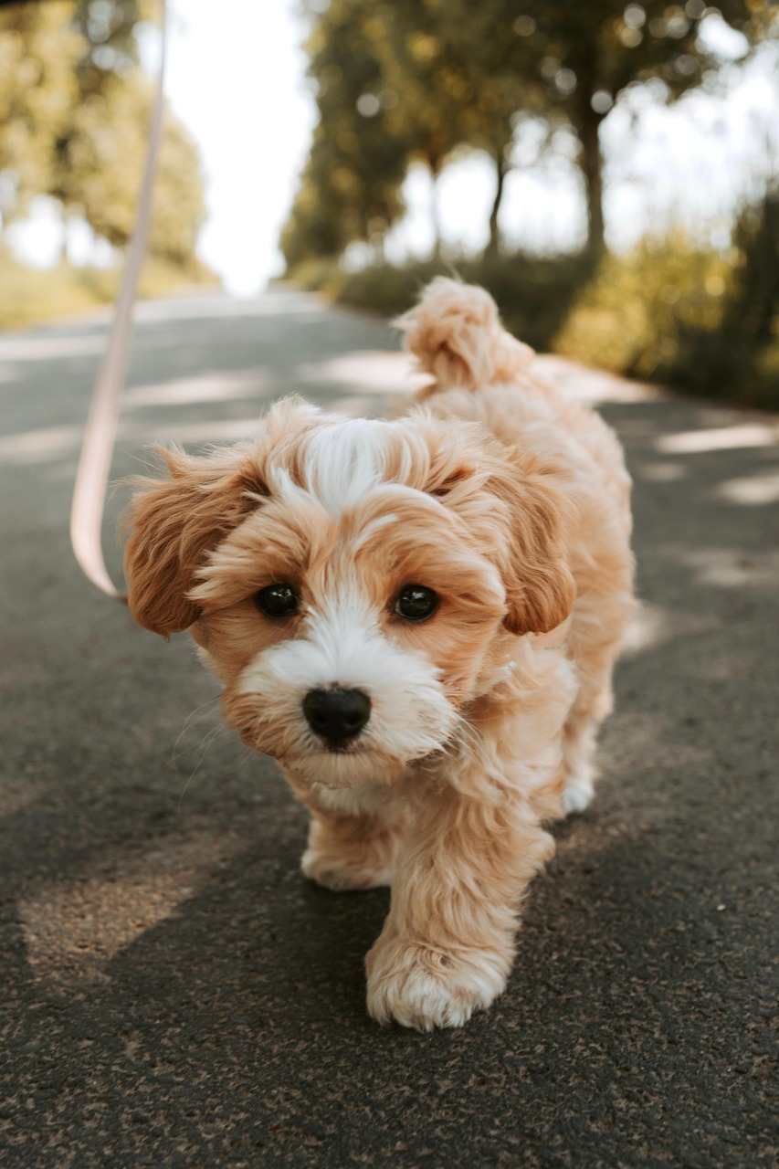 dog, pet, puppy, pooch, domestic animal, animal, cute, nature