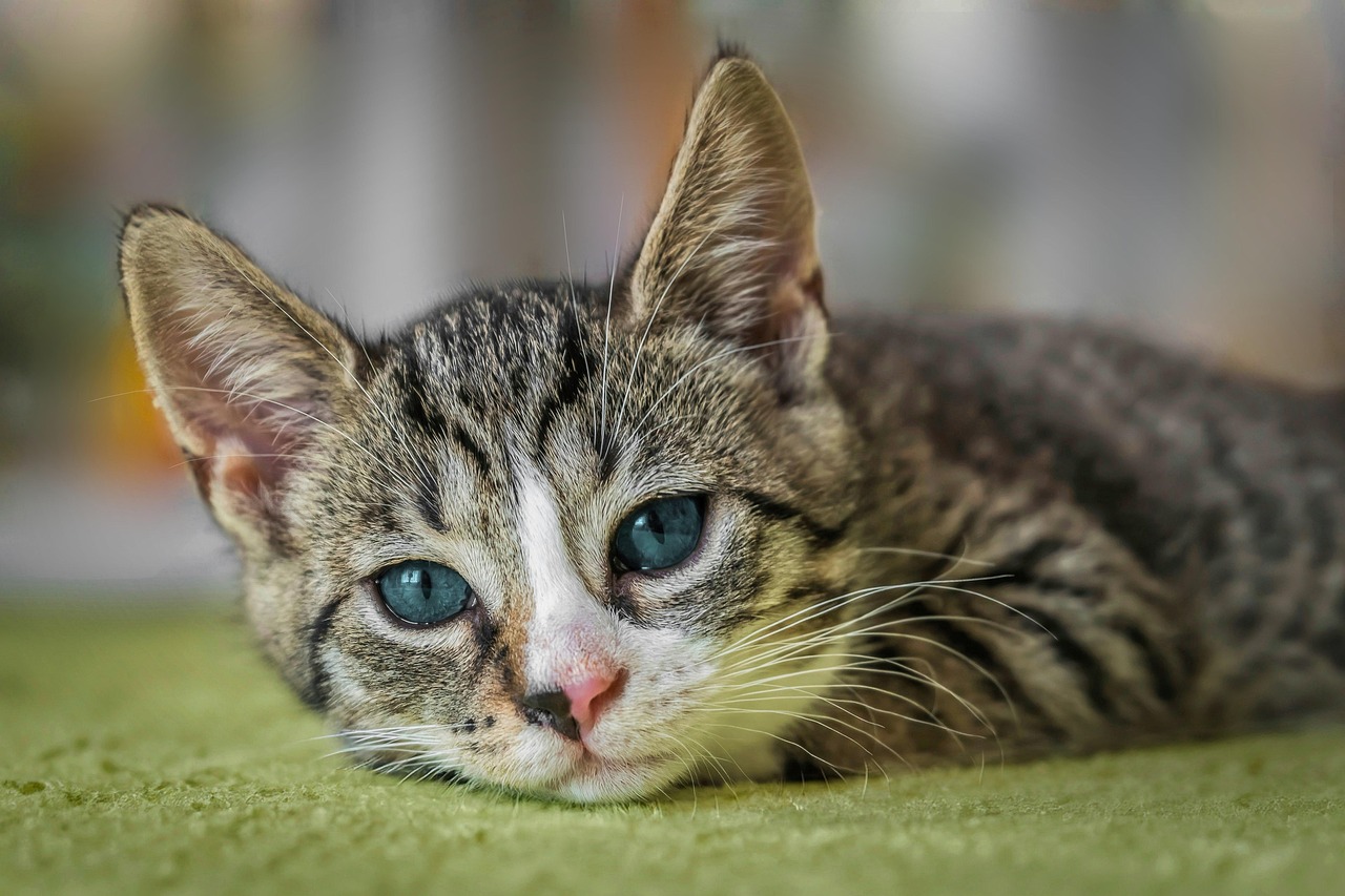 european shorthair, cat, animal, nature, pet, kitten, domestic cat, cute, feline