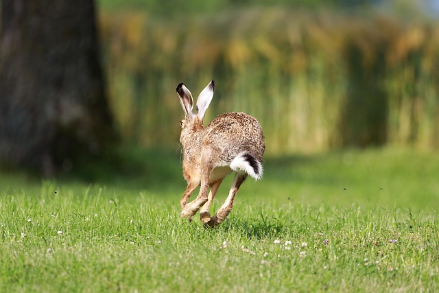 field hare, rabbit, long-eared, rabbits, wild, wild animal, rodent, meadow, ears, wild rabbit, free living, nature recording, rabbit ears, escape, rabbit, rabbit, rabbit, rabbit, rabbit, wild rabbit, escape, escape