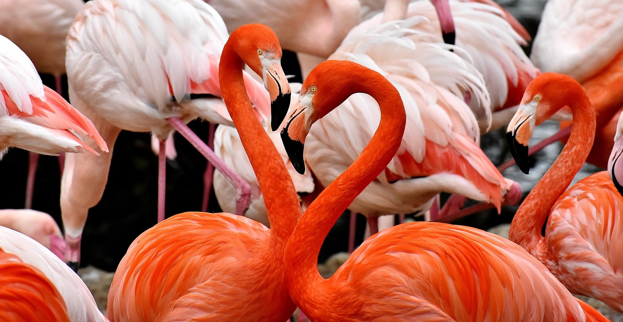 flamingo, bird, multicoloured, nature, colorful, feathers, proudly, tierpark hellabrunn