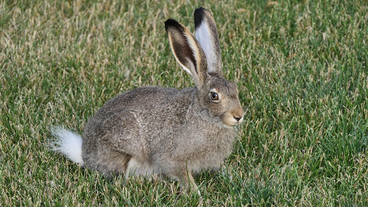 hare, rabbit, nature, jack rabbit, winnipeg, manitoba, canada, bunny, animal, green rabbit, green bunny