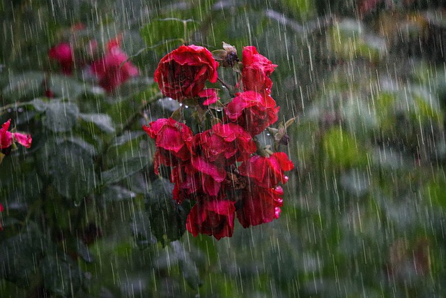 heavy rain, rose, flowers, red rose, petals, plant, bloom, blossom, beautiful flowers, rainfall, flower background, nature, sorrow, rose flower, flower wallpaper, tear, outdoors, sadness