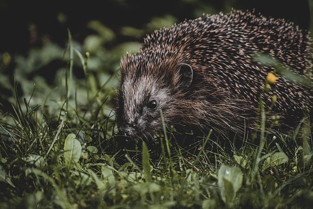 hedgehog, animal, spur, nature, mammal, prickly, cute, the world of animals, nocturnal, hedgehog, hedgehog, hedgehog, hedgehog, hedgehog