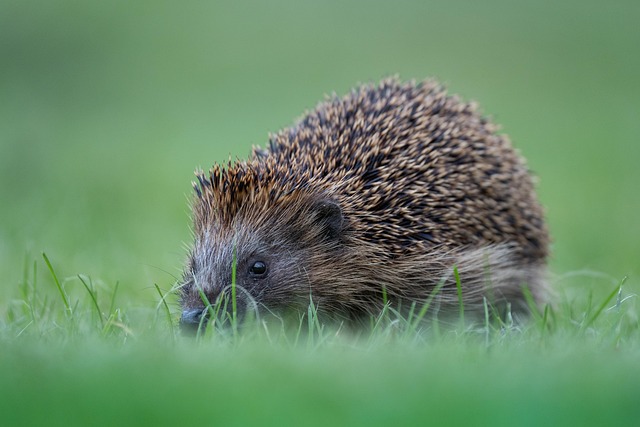 hedgehog, cute, prickly, animals, forest animals, nature, spur, mammal, food
