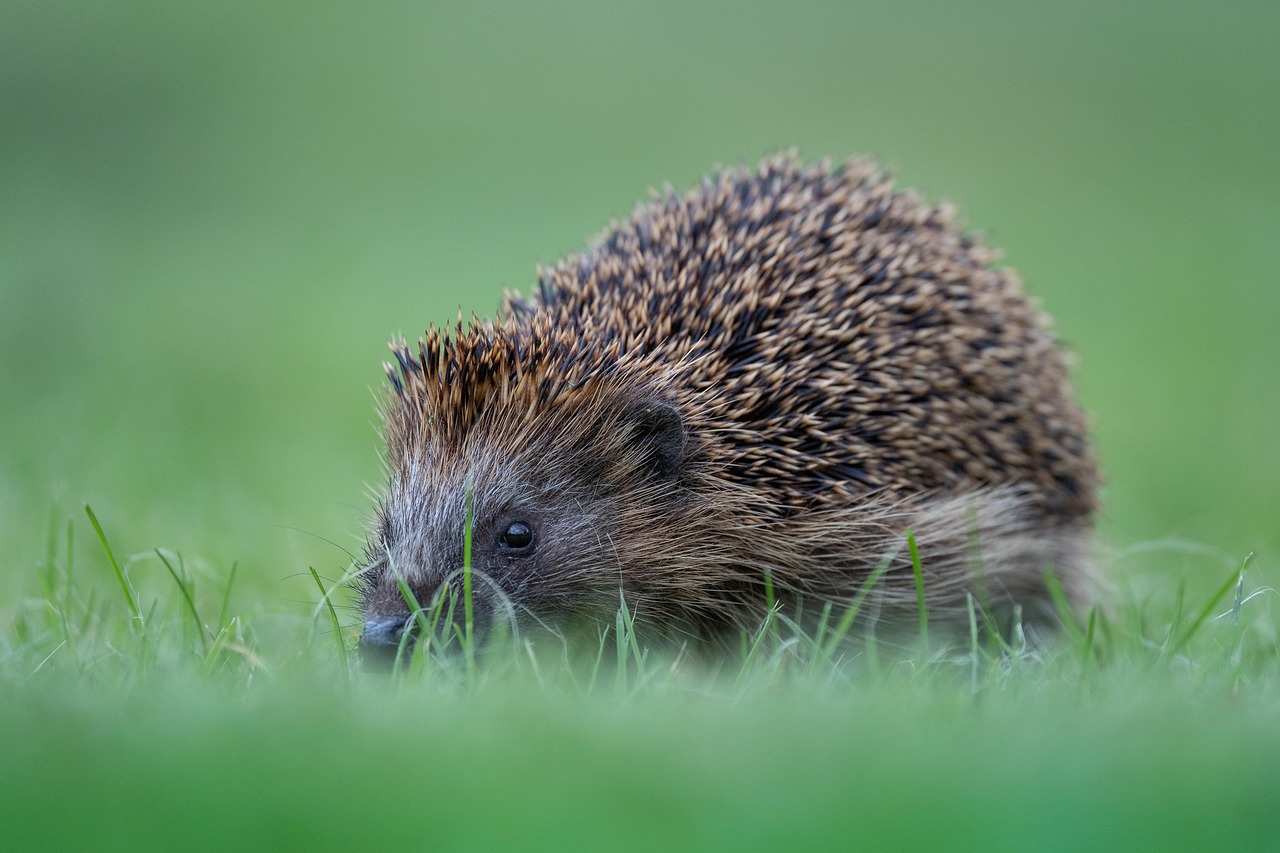 hedgehog, cute, prickly, animals, forest animals, nature, spur, mammal, food