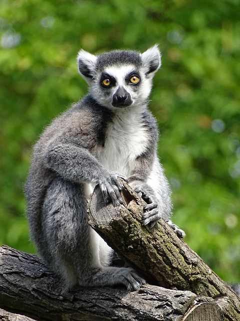 lemur, animal, ape, wildlife, zoo, cute, mammal, nature, primates, portrait, lemur, lemur, lemur, lemur, lemur