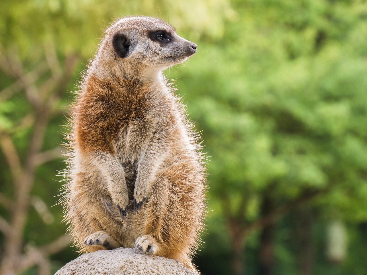 meerkat, nature, animal, cute