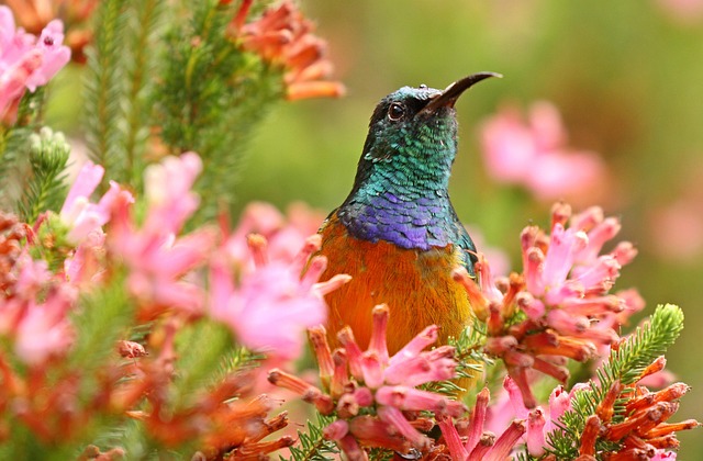 orange-breasted sunbird, protea, colorful, blossom, bloom, flower background, nature, color, flower wallpaper, summer, flower, petals, spring, sunbird, beautiful flowers, blooming, pink, botanical garden, cape, south africa