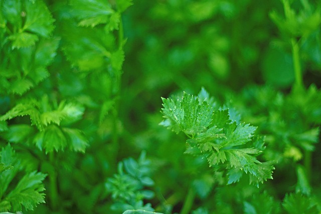 parsley, green, fresh, nature, organic, parsley background, healthy, food, plant, natural, vegetarian, vegetable, herb, cooking, freshness, leaf, closeup, ingredient, foliage, for more info, parsley, parsley, parsley, parsley, parsley, parsley background, herb
