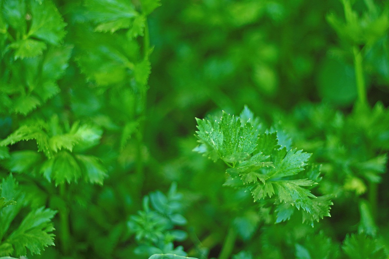 parsley, green, fresh, nature, organic, parsley background, healthy, food, plant, natural, vegetarian, vegetable, herb, cooking, freshness, leaf, closeup, ingredient, foliage, for more info, parsley, parsley, parsley, parsley, parsley, parsley background, herb