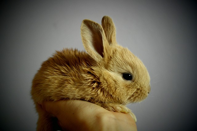 rabbit, bunny, pet, young rabbit, baby rabbit, animal, cute, nature, adorable, portrait