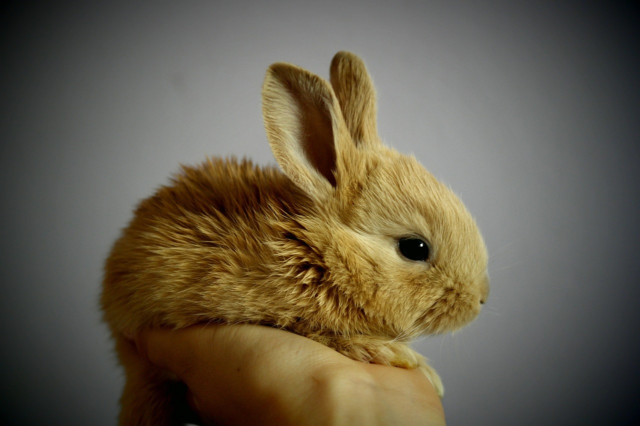 rabbit, bunny, pet, young rabbit, baby rabbit, animal, cute, nature, adorable, portrait