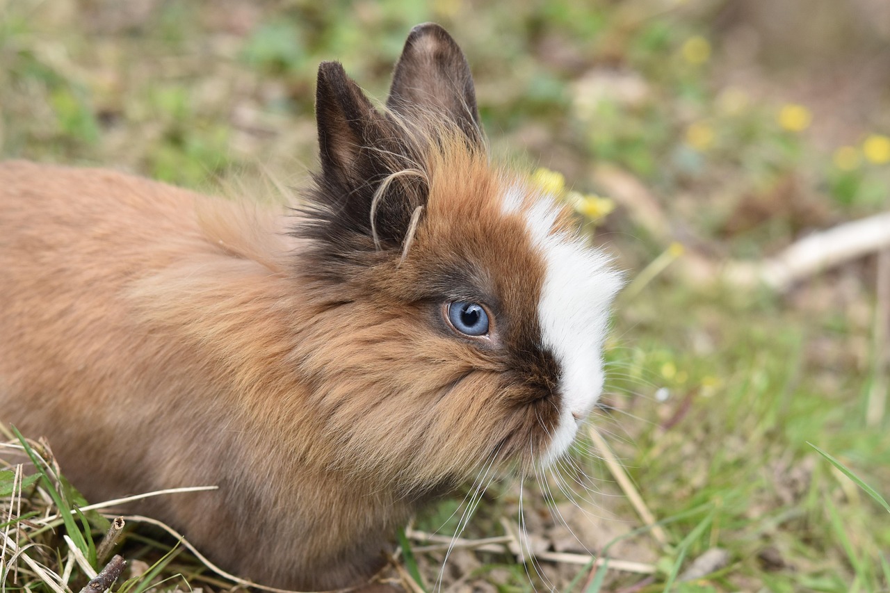 rabbit, dwarf rabbit, herbivorous, rabbit blue eyes, rabbit nalo, cute, mammal, high ears, rabbit, rabbit, rabbit, rabbit, rabbit