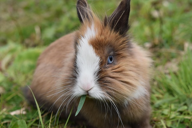 rabbit, dwarf rabbit, rabbit nalo, rabbit rodent, cute, fur, rabbit lion, domestic rabbit, rabbit, rabbit, rabbit, rabbit, rabbit