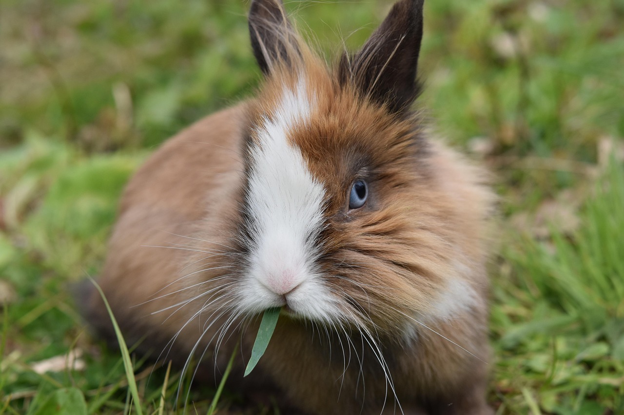 rabbit, dwarf rabbit, rabbit nalo, rabbit rodent, cute, fur, rabbit lion, domestic rabbit, rabbit, rabbit, rabbit, rabbit, rabbit
