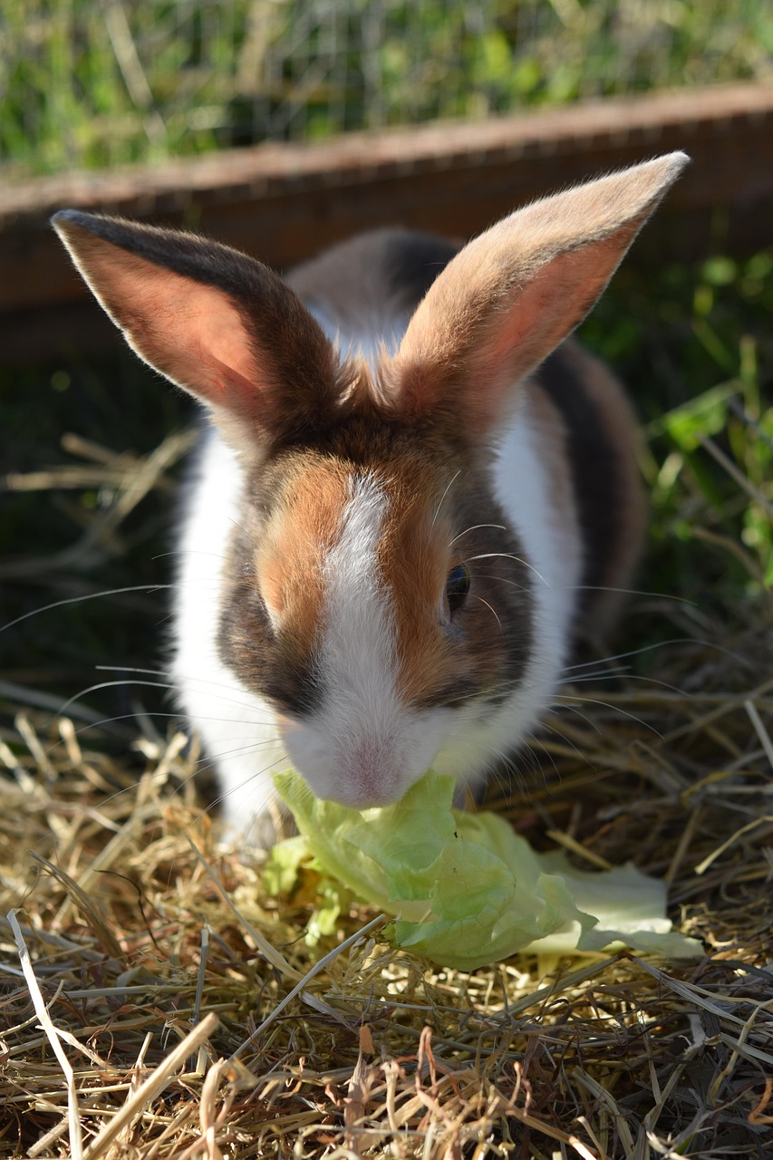 rabbit, european domestic rabbit, bunny ears, rabbit eats salad, barnyard animal, titchou rabbit