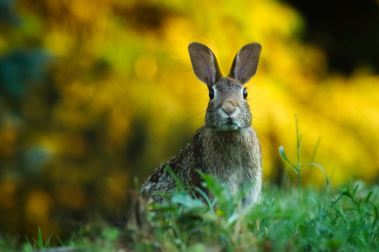 rabbit, hare, bunny, ears, grass, pasture, wildlife, animal, nature, rabbit, rabbit, rabbit, rabbit, rabbit, bunny