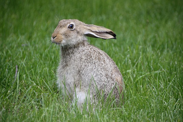 rabbit, hare, rodent, green rabbit, rabbit, hare, hare, hare, hare, hare