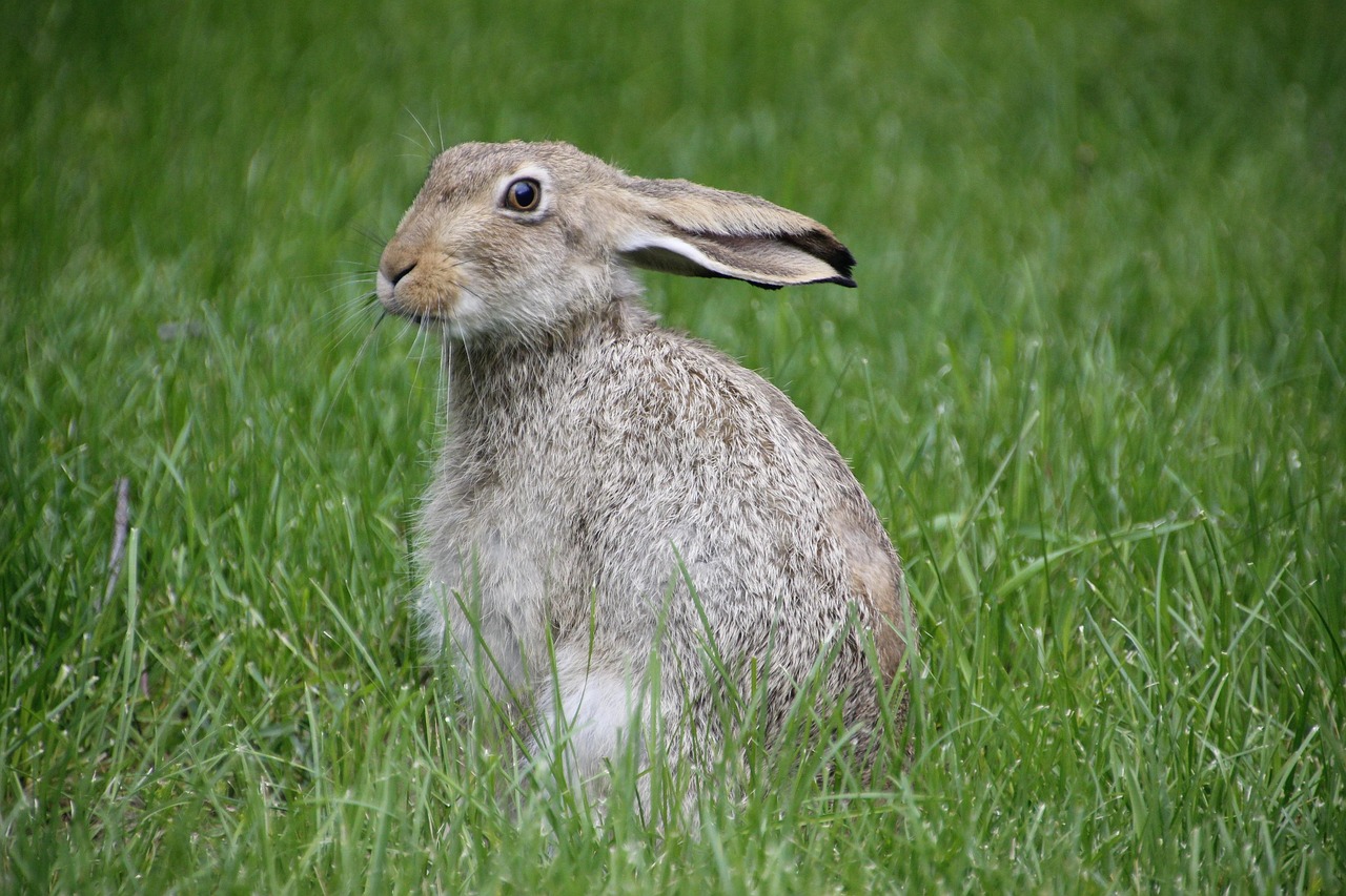 rabbit, hare, rodent, green rabbit, rabbit, hare, hare, hare, hare, hare
