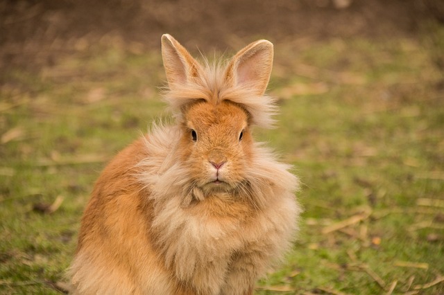 rabbit, nature, rabbits, lion head, bunny, animal, cute, dwarf rabbit, spoon, fur