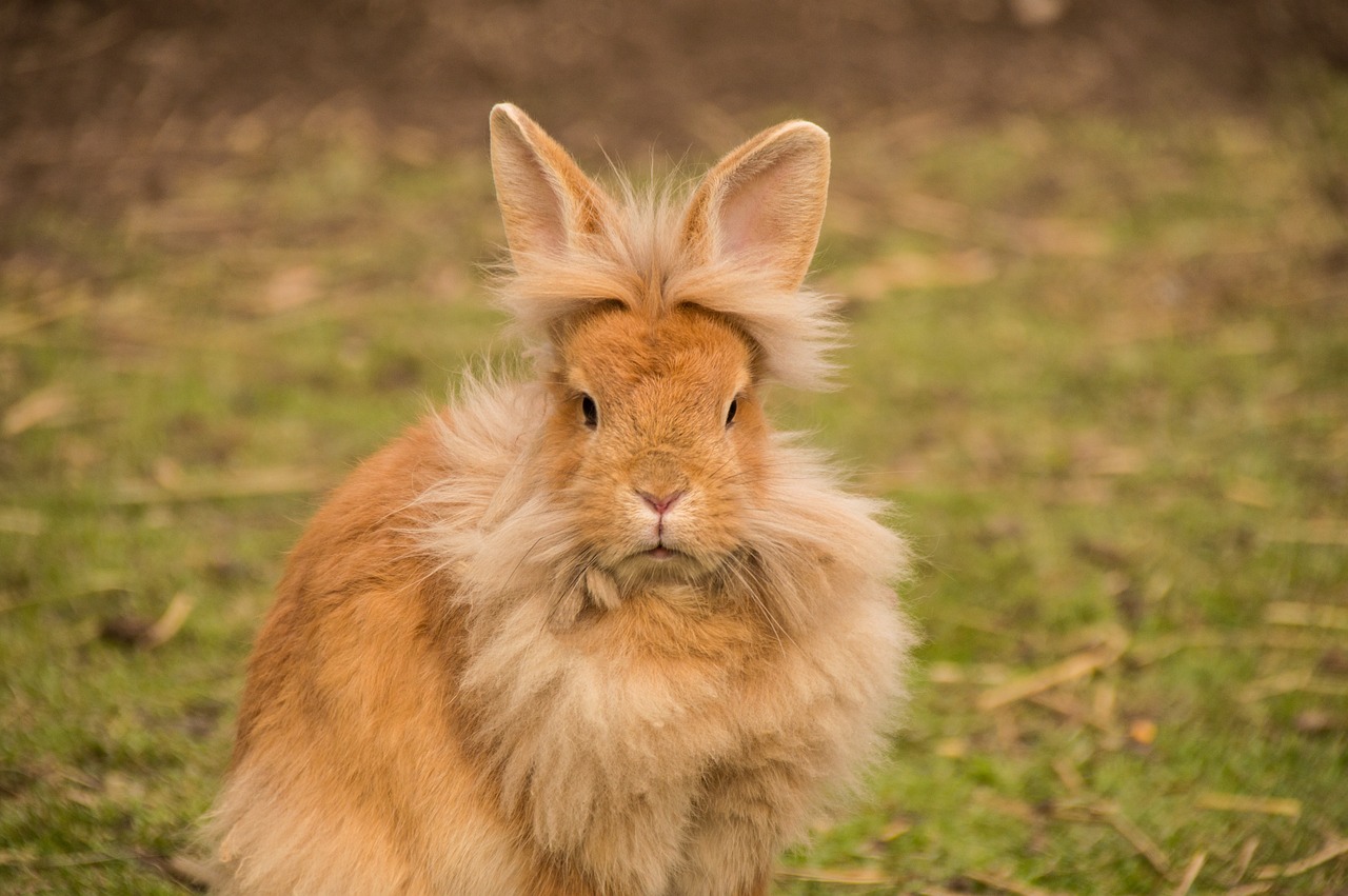 rabbit, nature, rabbits, lion head, bunny, animal, cute, dwarf rabbit, spoon, fur