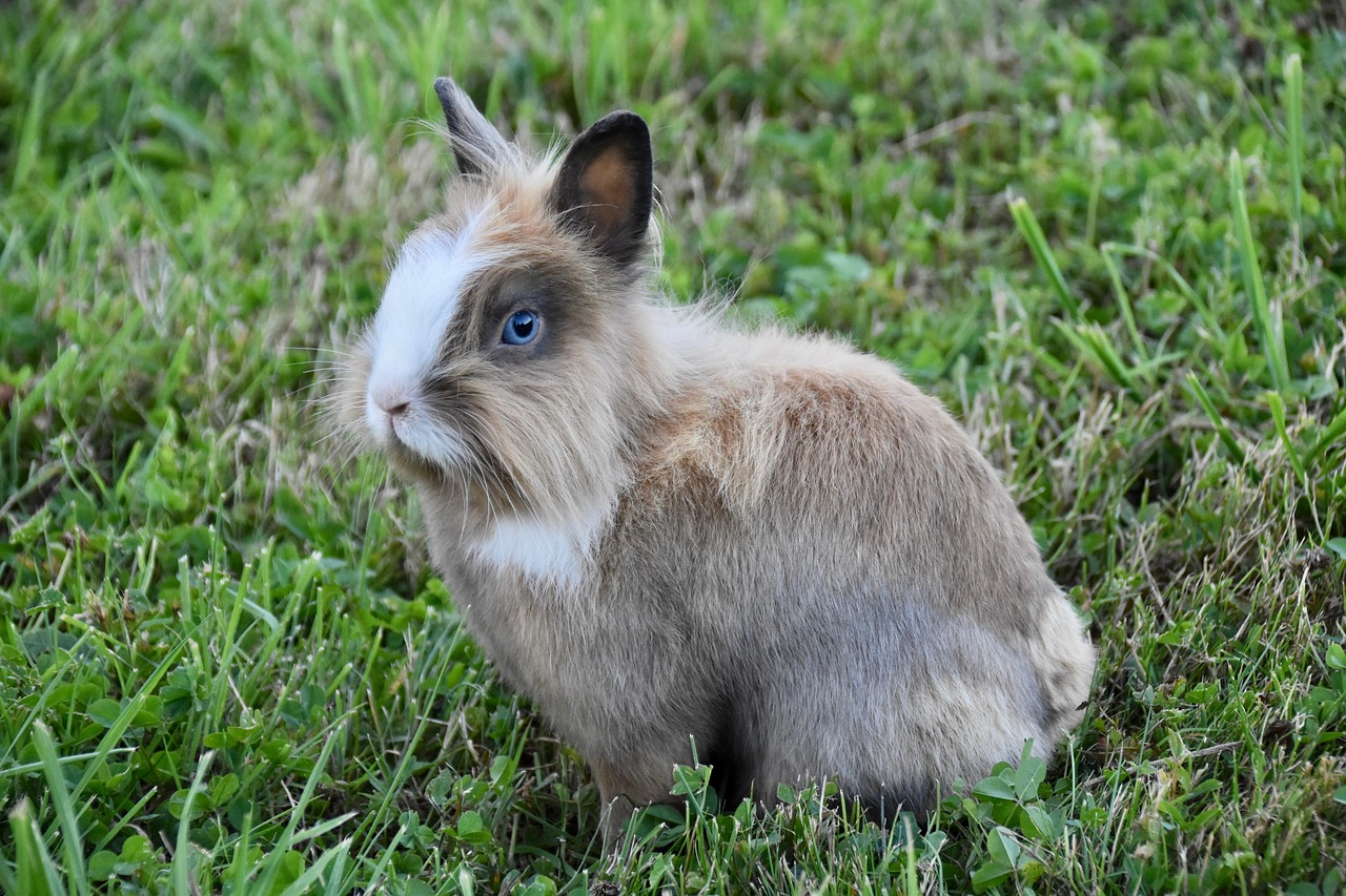 rabbit, rabbit familiar, nature, rabbit company, prairie, rabbit blue eyes, adorable, grass, pet, cute