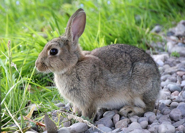 rabbit, rabbits, animal, cute, fur, dwarf rabbit, bunny, long-eared, rodent, ears, easter bunny, nature, easter