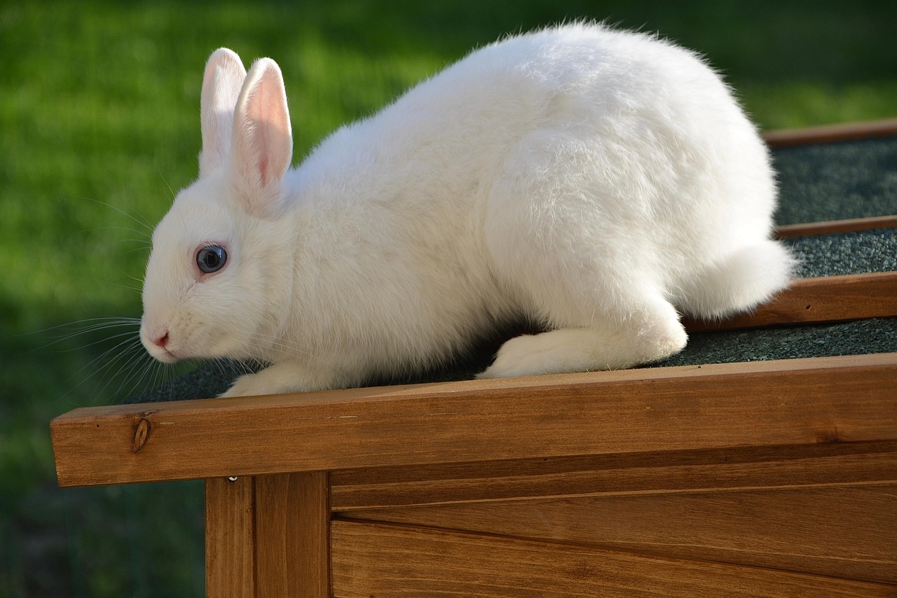 rabbit, white rabbit, domestic rabbit, dwarf rabbit, rodent, rabbit, rabbit, rabbit, white rabbit, white rabbit, white rabbit, white rabbit, white rabbit