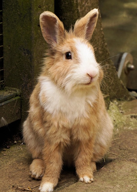 rabbits, rabbit, domestic animal, cute, nature, animal, small rabbit, dwarf bunny, dwarf rabbit, fur, long-eared, rodent, head, spoon, mammal, wildlife, sababurg, easter