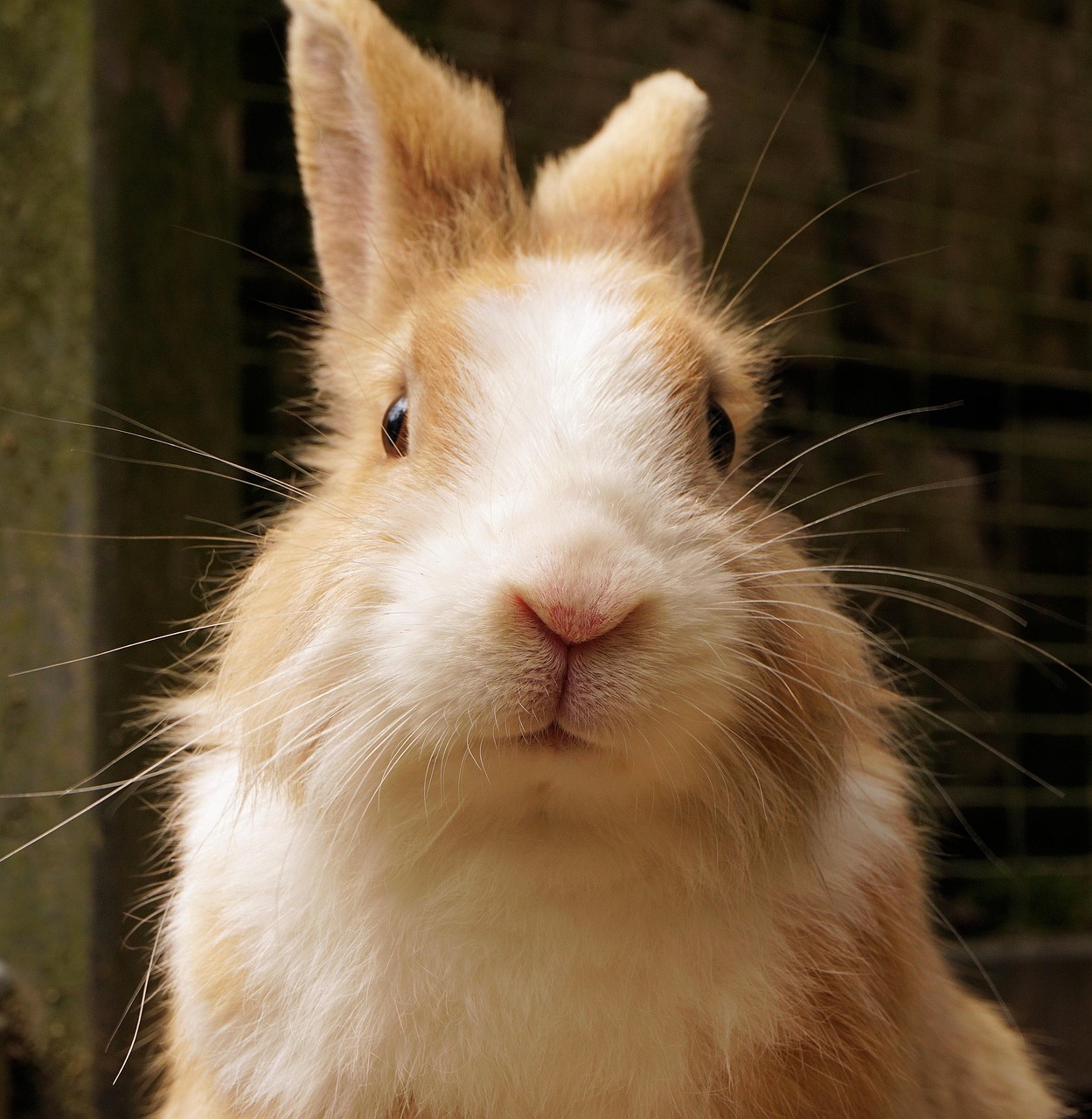 rabbits, rabbit, nature, domestic animal, cute, animal, small rabbit, dwarf bunny, dwarf rabbit, fur, long-eared, rodent, head, spoon, mammal, wildlife, sababurg, easter