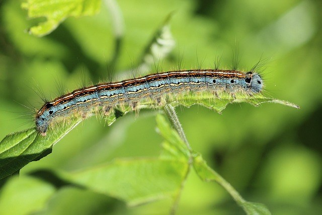 ring moth, caterpillar, insect, hairy, close up, coloured, macro, colorful, nature, animal, caterpillar, caterpillar, caterpillar, caterpillar, caterpillar