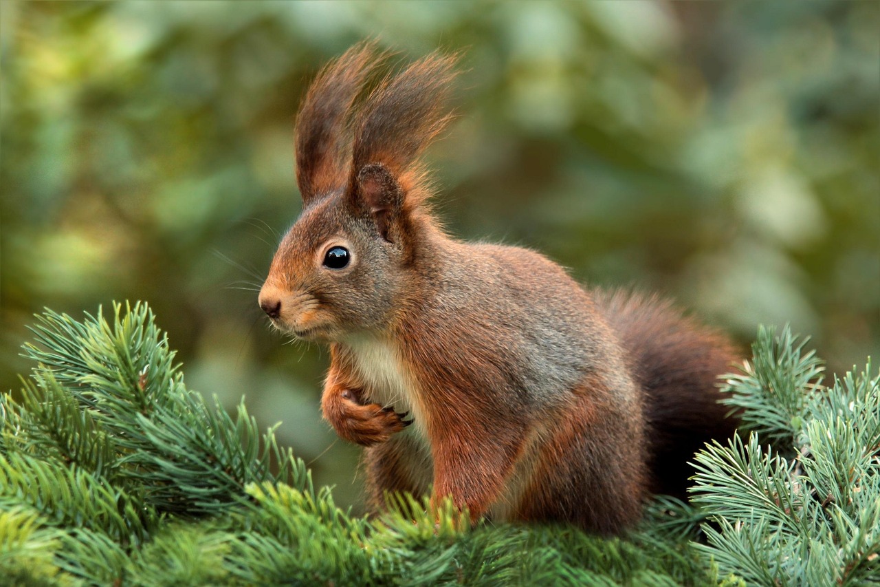 squirrel, attentive, ears, nature, cute, garden
