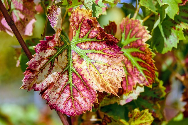 wine leaves, foliage, leaves, grapevine, plants, winegrowing, fall foliage, leaf veins, nature, close up, foliage, foliage, foliage, foliage, foliage, leaves, leaves, leaves, leaves, grapevine
